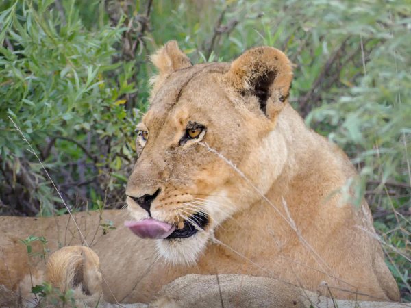 Botswana en 10 jours